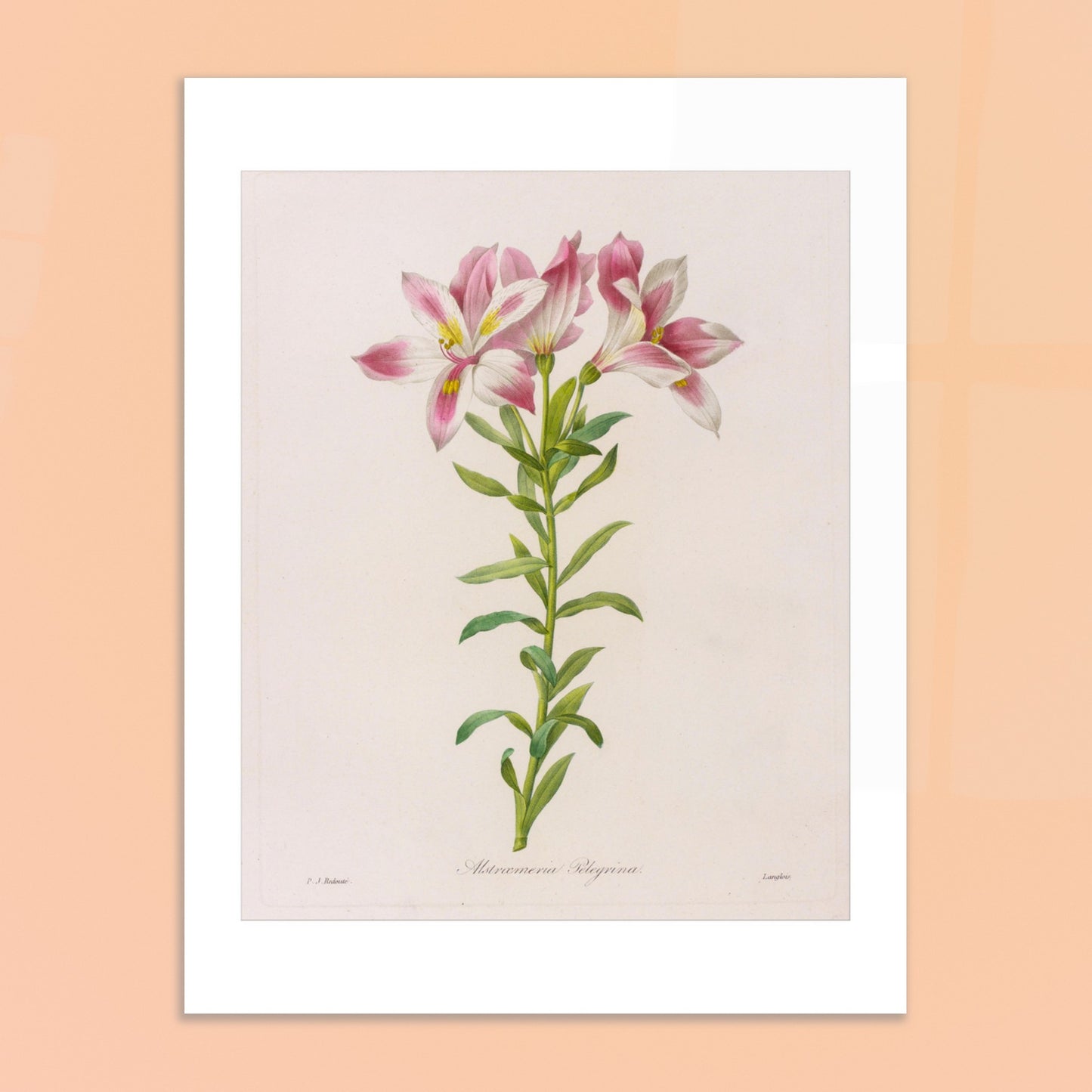 Planche botanique Alstroemeria Pelegrina par Pierre-Joseph Redouté. Illustration botanique par Pierre-Joseph Redouté représentant des fleurs d'Alstroemeria Pelegrina, de couleur rose et blanche avec des touches de jaune, sur une tige verte avec des feuilles. La gravure est sur fond clair, avec des signatures. Image d'illustration 6