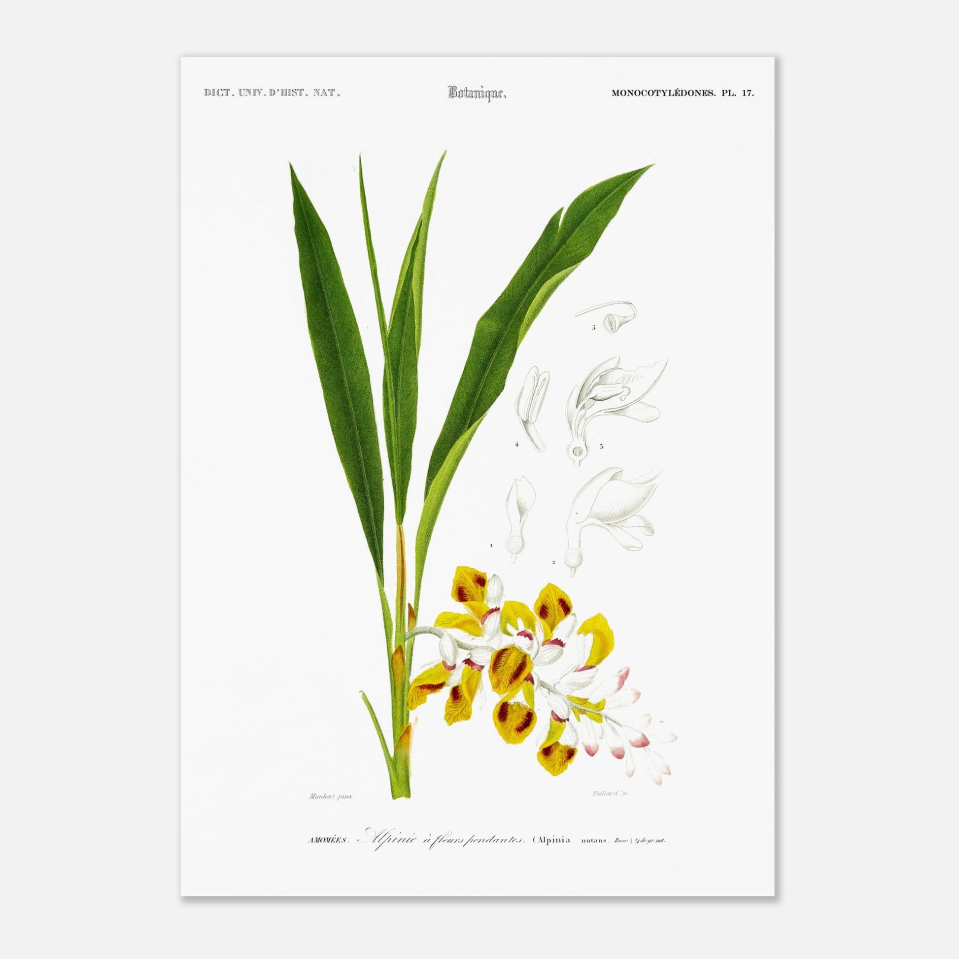 Planche botanique ancienne de l'Alpinie à fleurs pendantes par d'Orbigny (29,7x42 cm (A3)). Planche botanique d'une gravure ancienne illustrant l'Alpinie à fleurs pendantes, avec des détails des fleurs et feuilles.