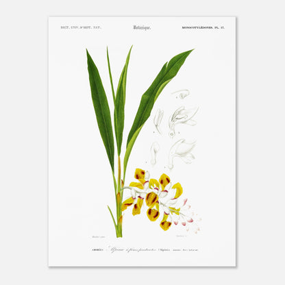Planche botanique ancienne de l'Alpinie à fleurs pendantes par d'Orbigny (30x40 cm). Planche botanique d'une gravure ancienne illustrant l'Alpinie à fleurs pendantes, avec des détails des fleurs et feuilles.