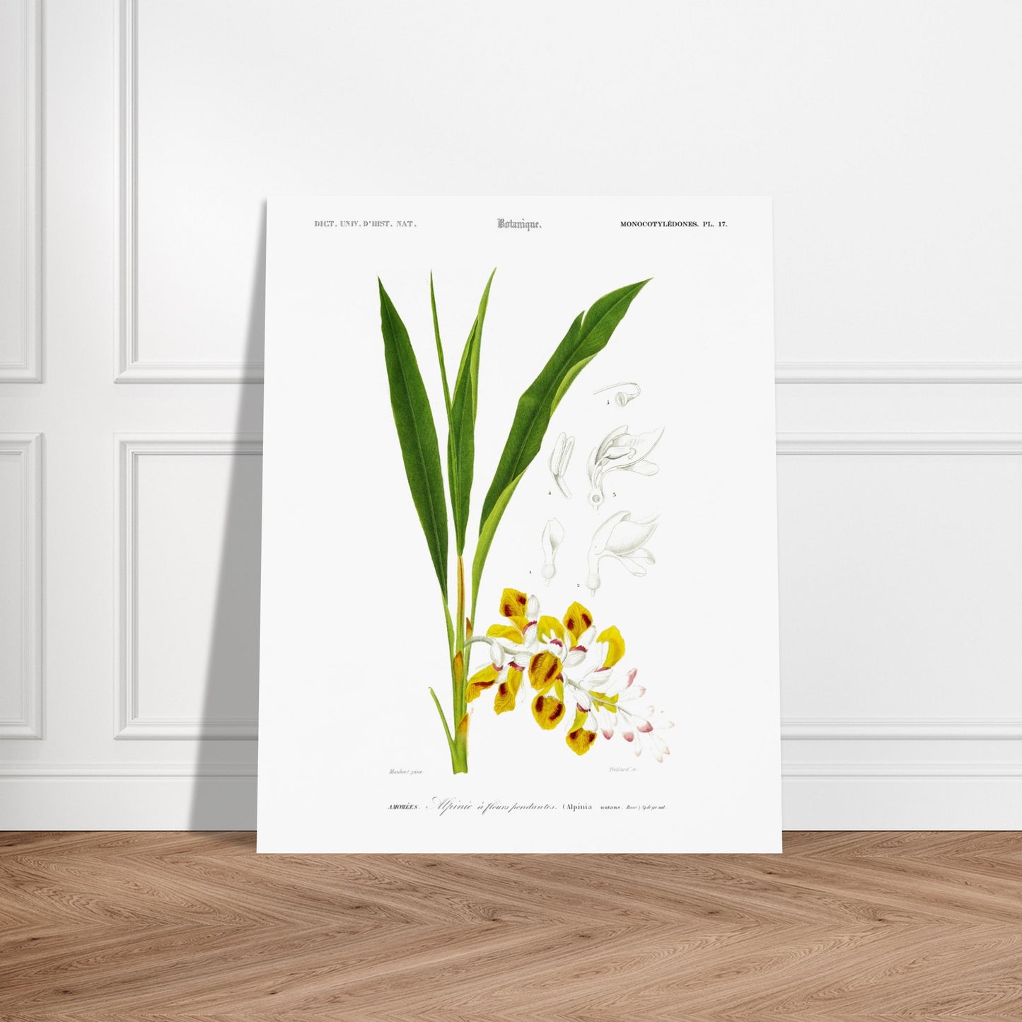 Planche botanique ancienne de l'Alpinie à fleurs pendantes par d'Orbigny. Planche botanique d'une gravure ancienne illustrant l'Alpinie à fleurs pendantes, avec des détails des fleurs et feuilles. Image d'illustration 5