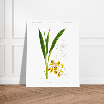 Planche botanique ancienne de l'Alpinie à fleurs pendantes par d'Orbigny. Planche botanique d'une gravure ancienne illustrant l'Alpinie à fleurs pendantes, avec des détails des fleurs et feuilles. Image d'illustration 5