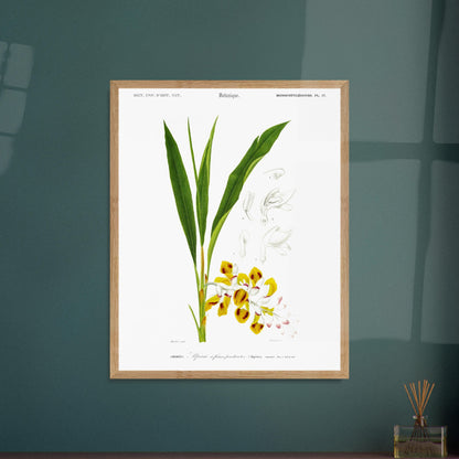 Planche botanique ancienne de l'Alpinie à fleurs pendantes par d'Orbigny. Planche botanique d'une gravure ancienne illustrant l'Alpinie à fleurs pendantes, avec des détails des fleurs et feuilles. Image d'illustration 6