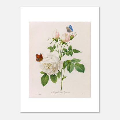 Planche botanique ancienne Bengale Thé Hyménée par Redouté (30x40 cm). Planche botanique de Pierre-Joseph Redouté représentant une rose blanche aux bourgeons roses, accompagnée de deux papillons, sur fond crème.