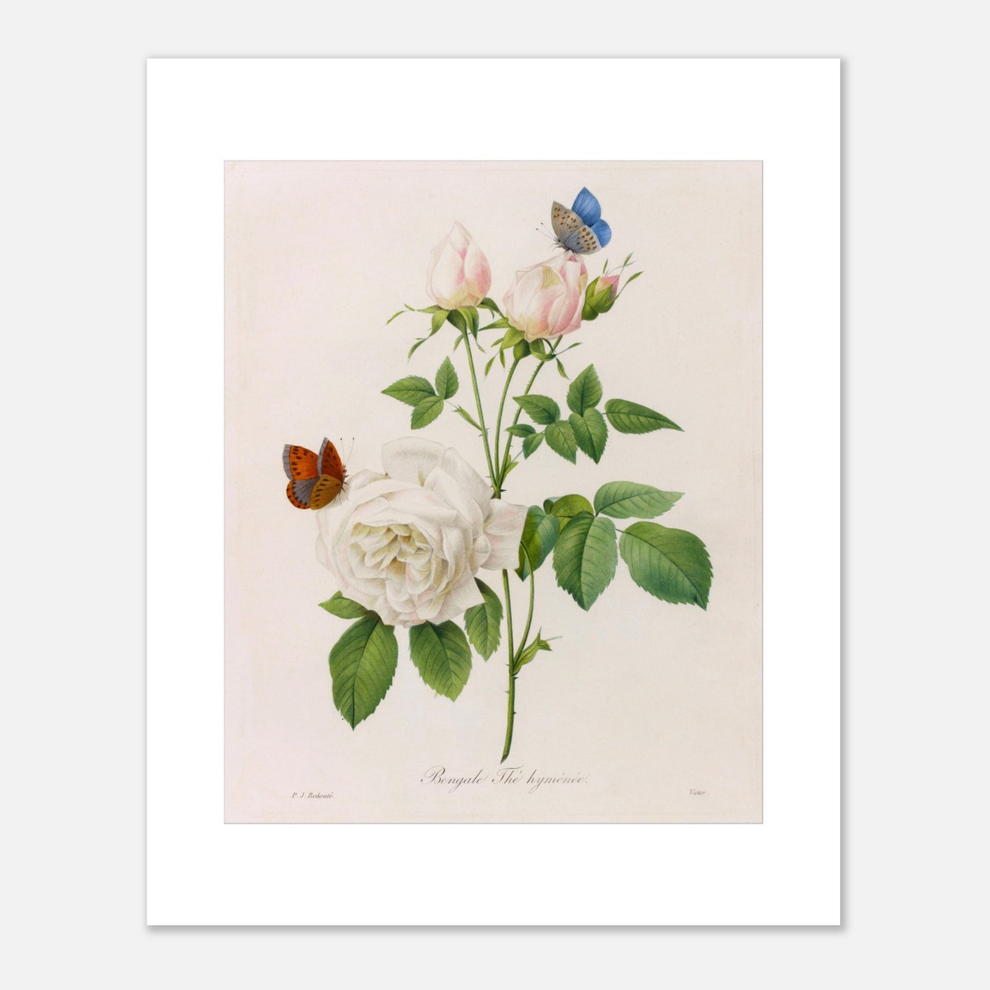 Planche botanique ancienne Bengale Thé Hyménée par Redouté (40x50 cm). Planche botanique de Pierre-Joseph Redouté représentant une rose blanche aux bourgeons roses, accompagnée de deux papillons, sur fond crème.