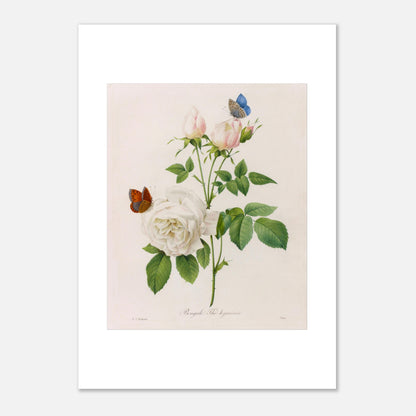 Planche botanique ancienne Bengale Thé Hyménée par Redouté (42x59,4 cm (A2)). Planche botanique de Pierre-Joseph Redouté représentant une rose blanche aux bourgeons roses, accompagnée de deux papillons, sur fond crème.