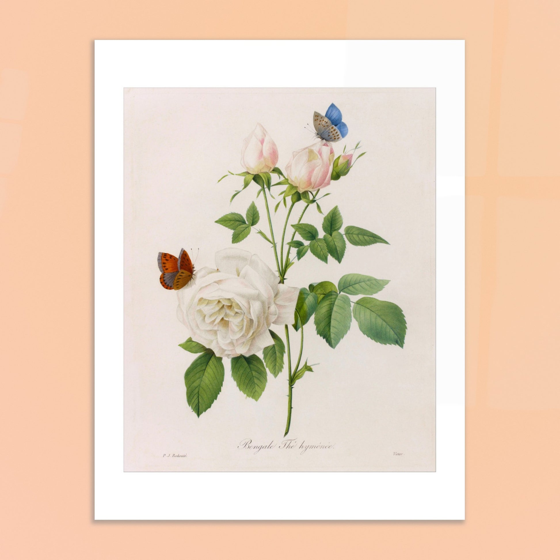 Planche botanique ancienne Bengale Thé Hyménée par Redouté. Planche botanique de Pierre-Joseph Redouté représentant une rose blanche aux bourgeons roses, accompagnée de deux papillons, sur fond crème. Image d'illustration 6
