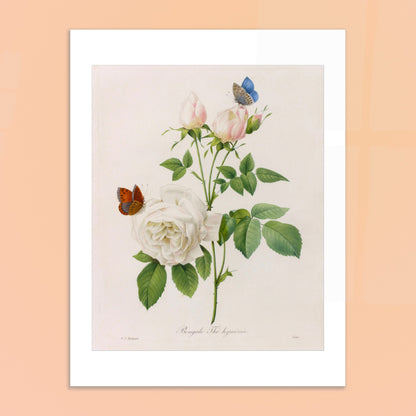 Planche botanique ancienne Bengale Thé Hyménée par Redouté. Planche botanique de Pierre-Joseph Redouté représentant une rose blanche aux bourgeons roses, accompagnée de deux papillons, sur fond crème. Image d'illustration 6