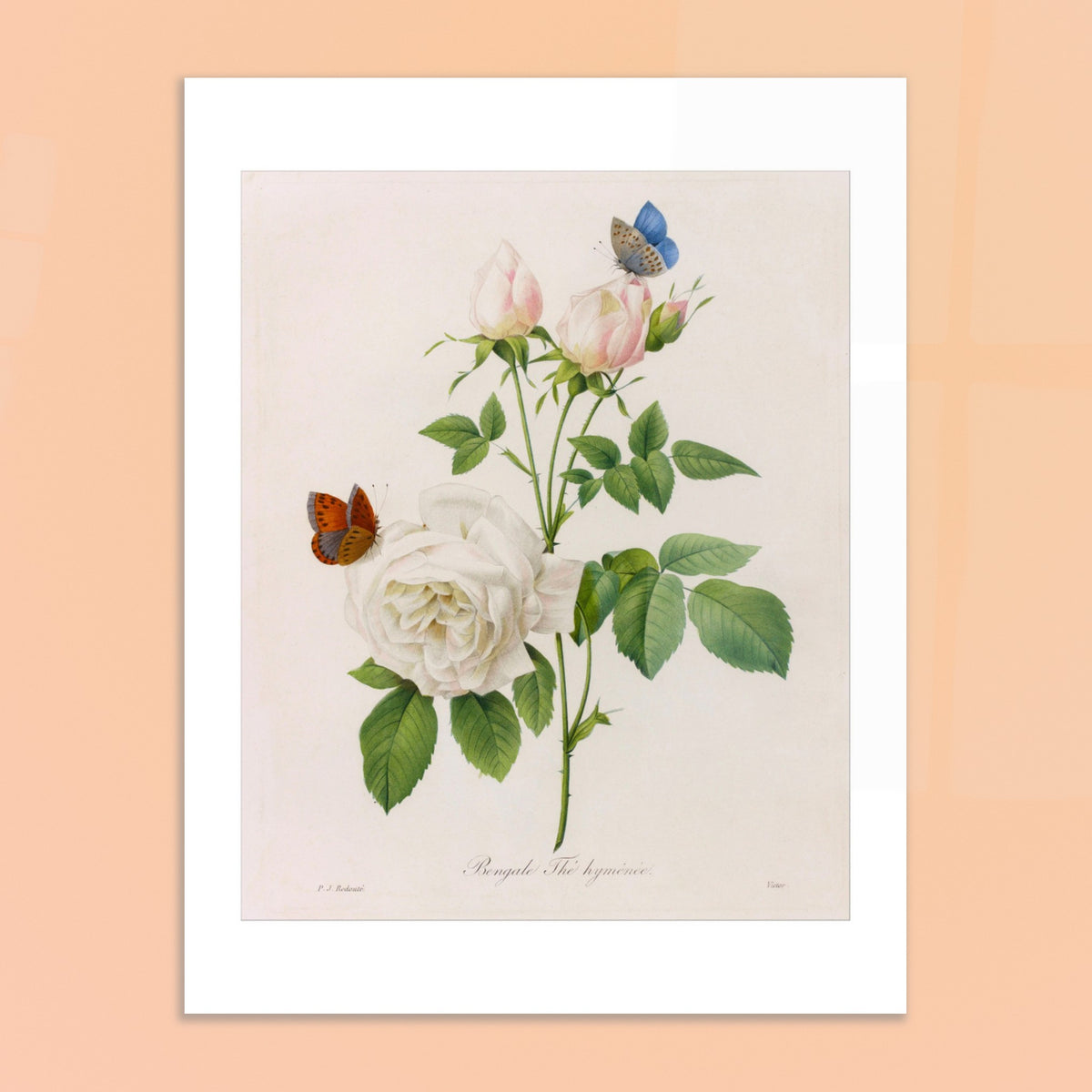 Antique botanical plate Bengal Tea Rose Hyménée by Redouté. Botanical plate by Pierre-Joseph Redouté depicting a white rose with pink buds, accompanied by two butterflies, on a cream background.
