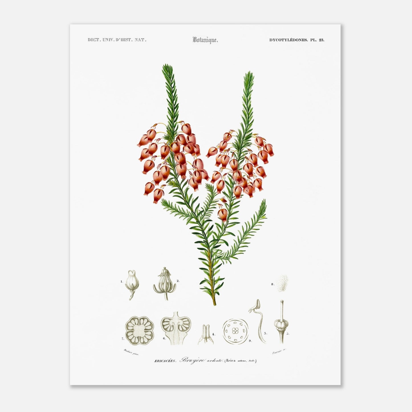 Planche botanique ancienne : Bruyère ardente par Charles d'Orbigny (30x40 cm). Planche botanique représentant une bruyère ardente (Erica arborea) avec ses fleurs, accompagnée de dessins détaillés de ses différentes parties.