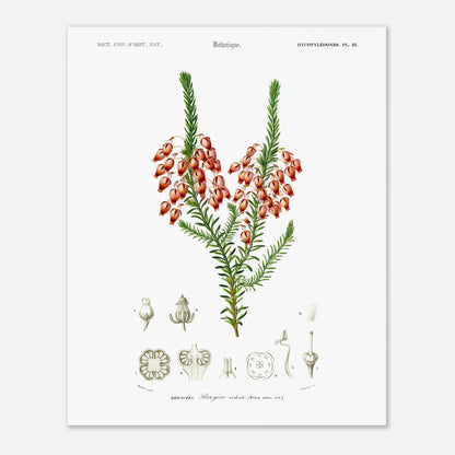 Planche botanique ancienne : Bruyère ardente par Charles d'Orbigny (40x50 cm). Planche botanique représentant une bruyère ardente (Erica arborea) avec ses fleurs, accompagnée de dessins détaillés de ses différentes parties.