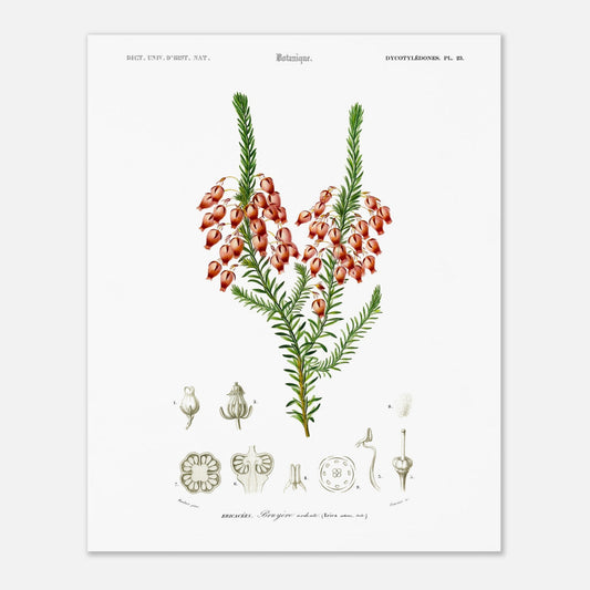 Planche botanique ancienne : Bruyère ardente par Charles d'Orbigny (40x50 cm). Planche botanique représentant une bruyère ardente (Erica arborea) avec ses fleurs, accompagnée de dessins détaillés de ses différentes parties.