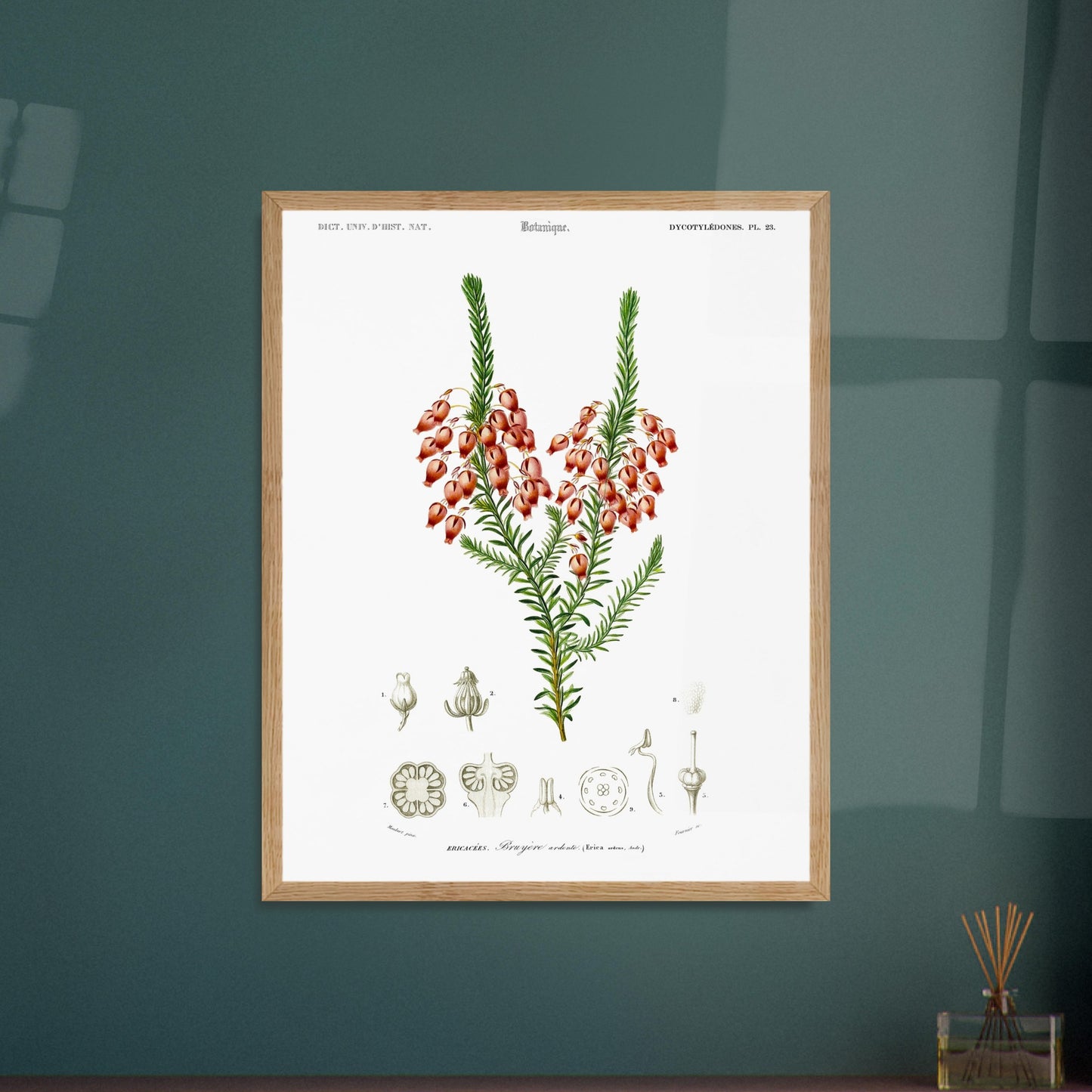Planche botanique ancienne : Bruyère ardente par Charles d'Orbigny. Planche botanique représentant une bruyère ardente (Erica arborea) avec ses fleurs, accompagnée de dessins détaillés de ses différentes parties. Image d'illustration 5