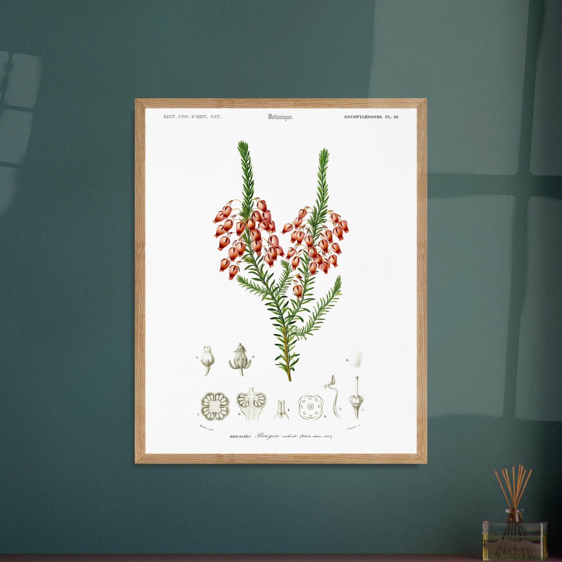 Planche botanique ancienne : Bruyère ardente par Charles d'Orbigny. Planche botanique représentant une bruyère ardente (Erica arborea) avec ses fleurs, accompagnée de dessins détaillés de ses différentes parties. Image d'illustration 5