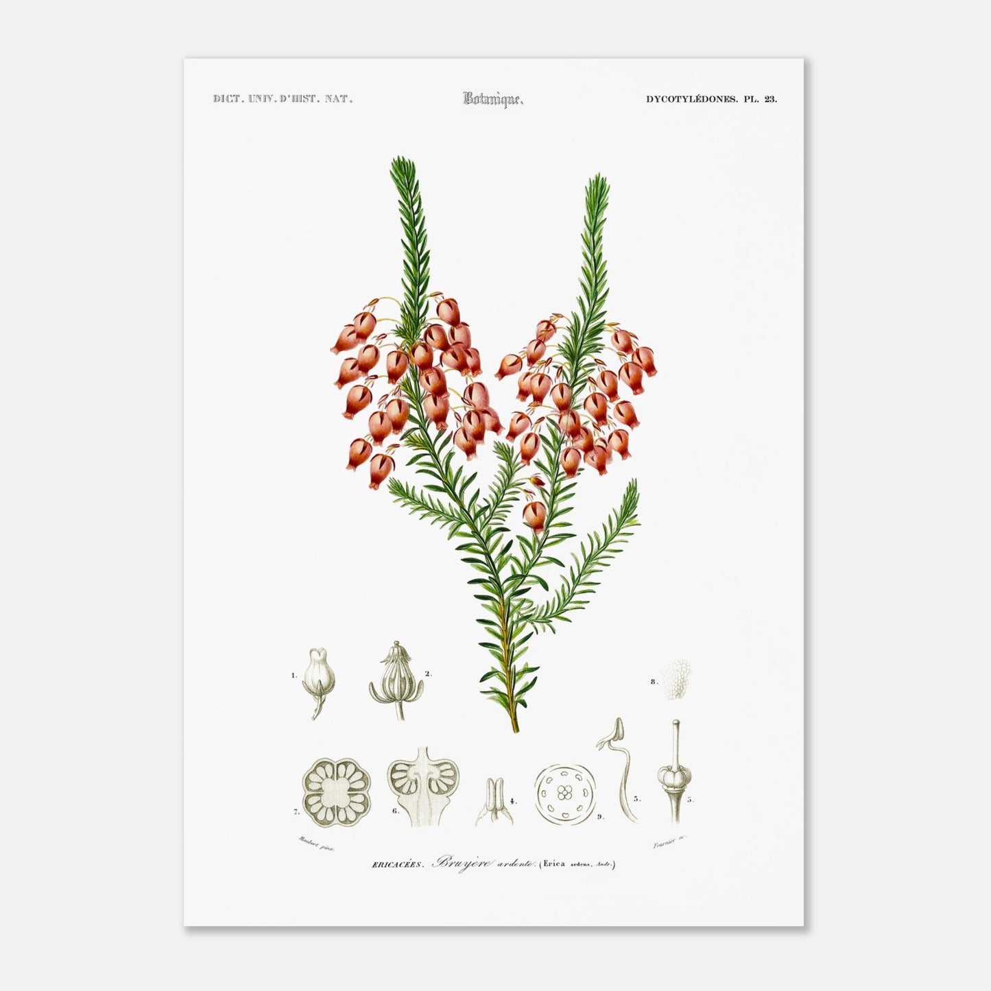 Planche botanique ancienne : Bruyère ardente par Charles d'Orbigny (50x70 cm). Planche botanique représentant une bruyère ardente (Erica arborea) avec ses fleurs, accompagnée de dessins détaillés de ses différentes parties.
