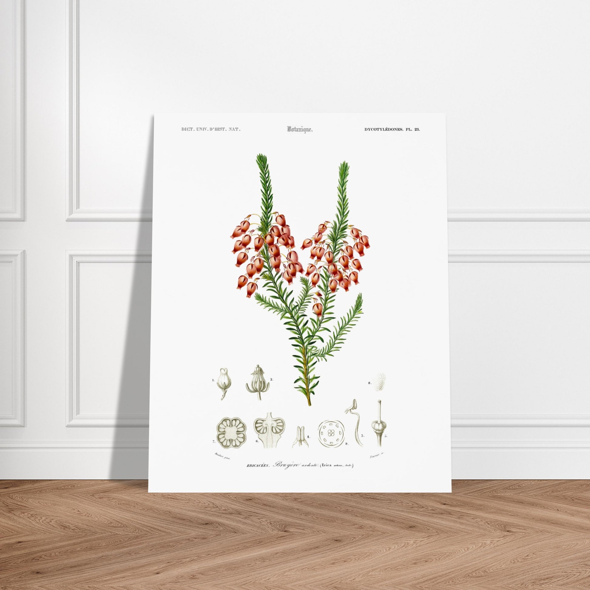 Planche botanique ancienne : Bruyère ardente par Charles d'Orbigny. Planche botanique représentant une bruyère ardente (Erica arborea) avec ses fleurs, accompagnée de dessins détaillés de ses différentes parties. Image d'illustration 6