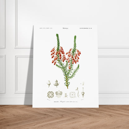 Planche botanique ancienne : Bruyère ardente par Charles d'Orbigny. Planche botanique représentant une bruyère ardente (Erica arborea) avec ses fleurs, accompagnée de dessins détaillés de ses différentes parties. Image d'illustration 6