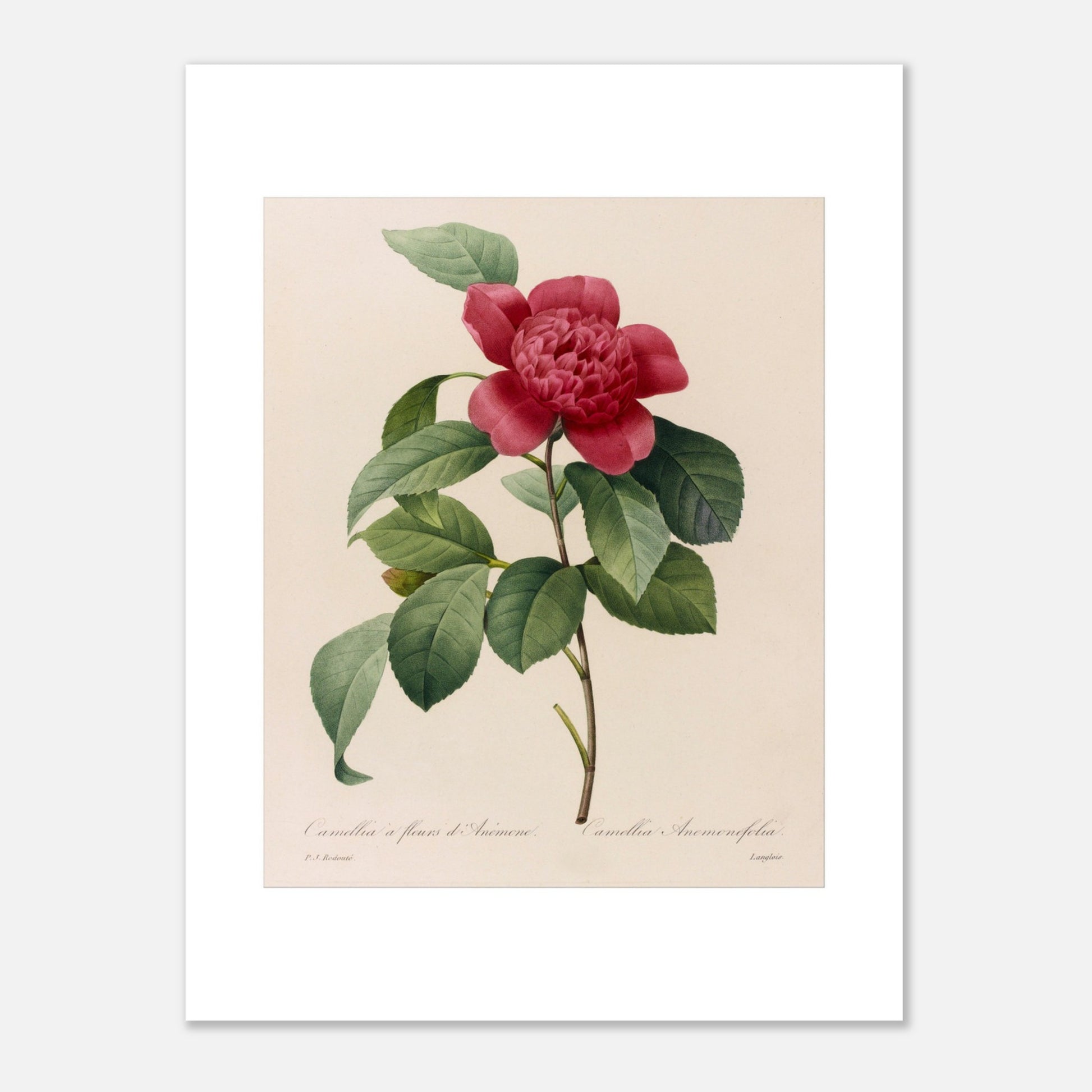 Planche botanique ancienne Camellia à fleurs d'anémone, Redouté (30x40 cm). Planche botanique de Pierre-Joseph Redouté représentant une fleur de Camélia à fleurs d’Anémone sur fond crème.