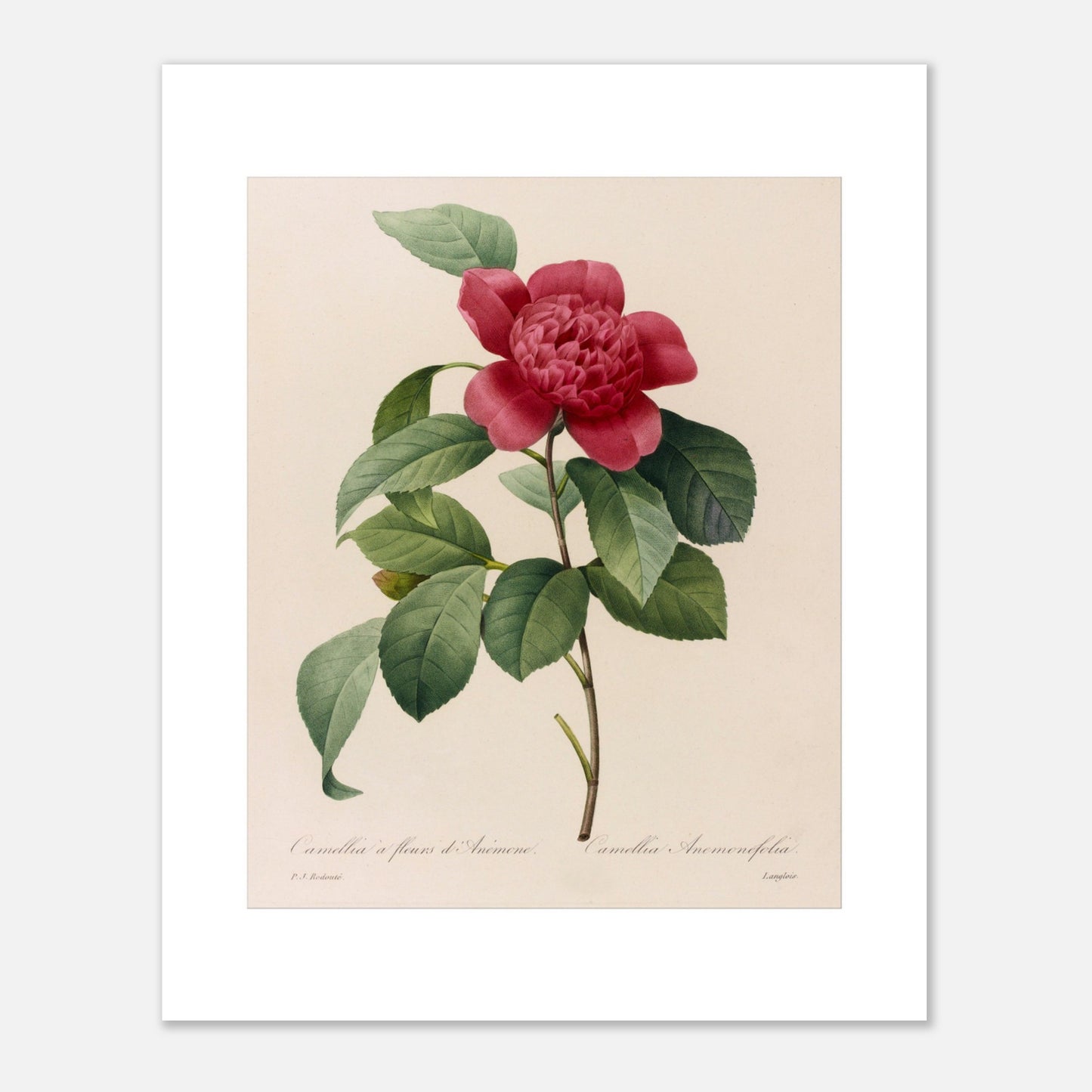Planche botanique ancienne Camellia à fleurs d'anémone, Redouté (40x50 cm). Planche botanique de Pierre-Joseph Redouté représentant une fleur de Camélia à fleurs d’Anémone sur fond crème.
