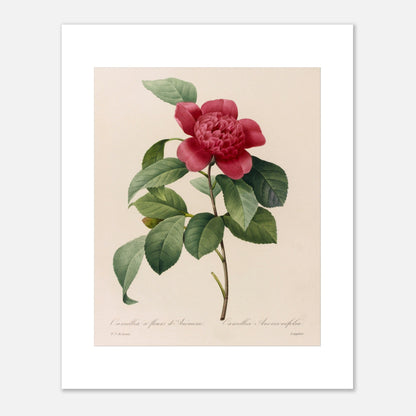 Planche botanique ancienne Camellia à fleurs d'anémone, Redouté (40x50 cm). Planche botanique de Pierre-Joseph Redouté représentant une fleur de Camélia à fleurs d’Anémone sur fond crème.