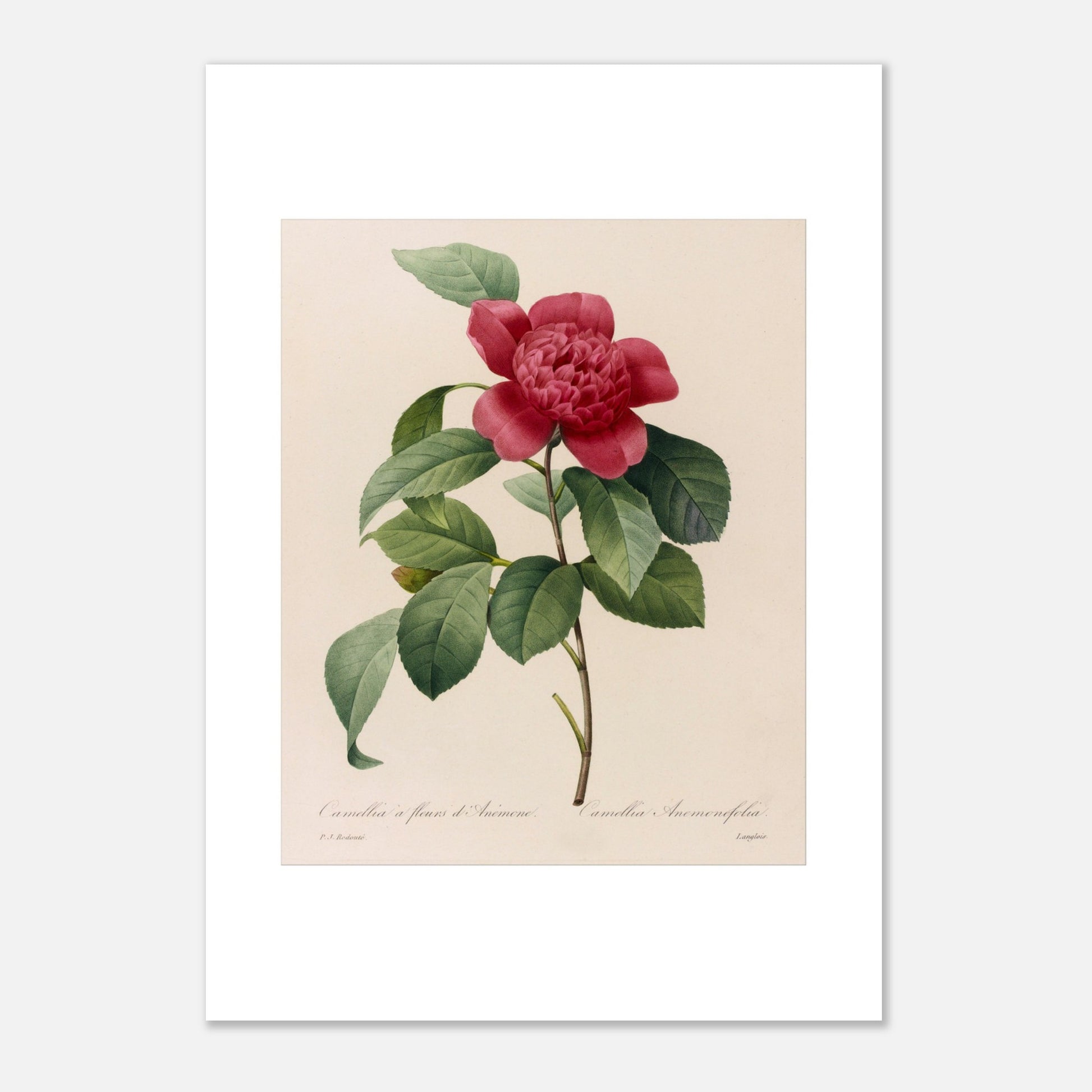 Planche botanique ancienne Camellia à fleurs d'anémone, Redouté (42x59,4 cm (A2)). Planche botanique de Pierre-Joseph Redouté représentant une fleur de Camélia à fleurs d’Anémone sur fond crème.