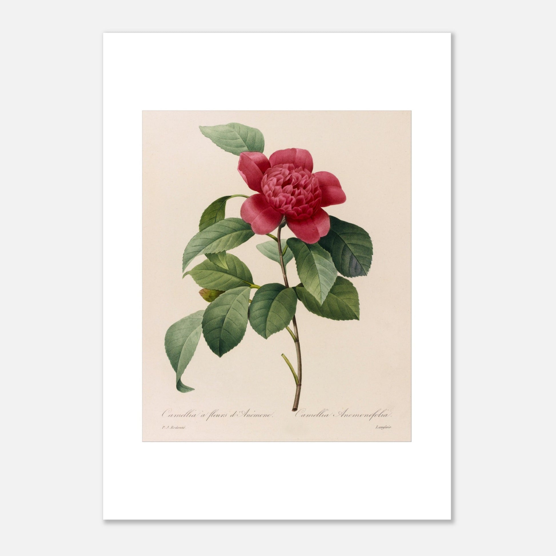 Planche botanique ancienne Camellia à fleurs d'anémone, Redouté (50x70 cm). Planche botanique de Pierre-Joseph Redouté représentant une fleur de Camélia à fleurs d’Anémone sur fond crème.