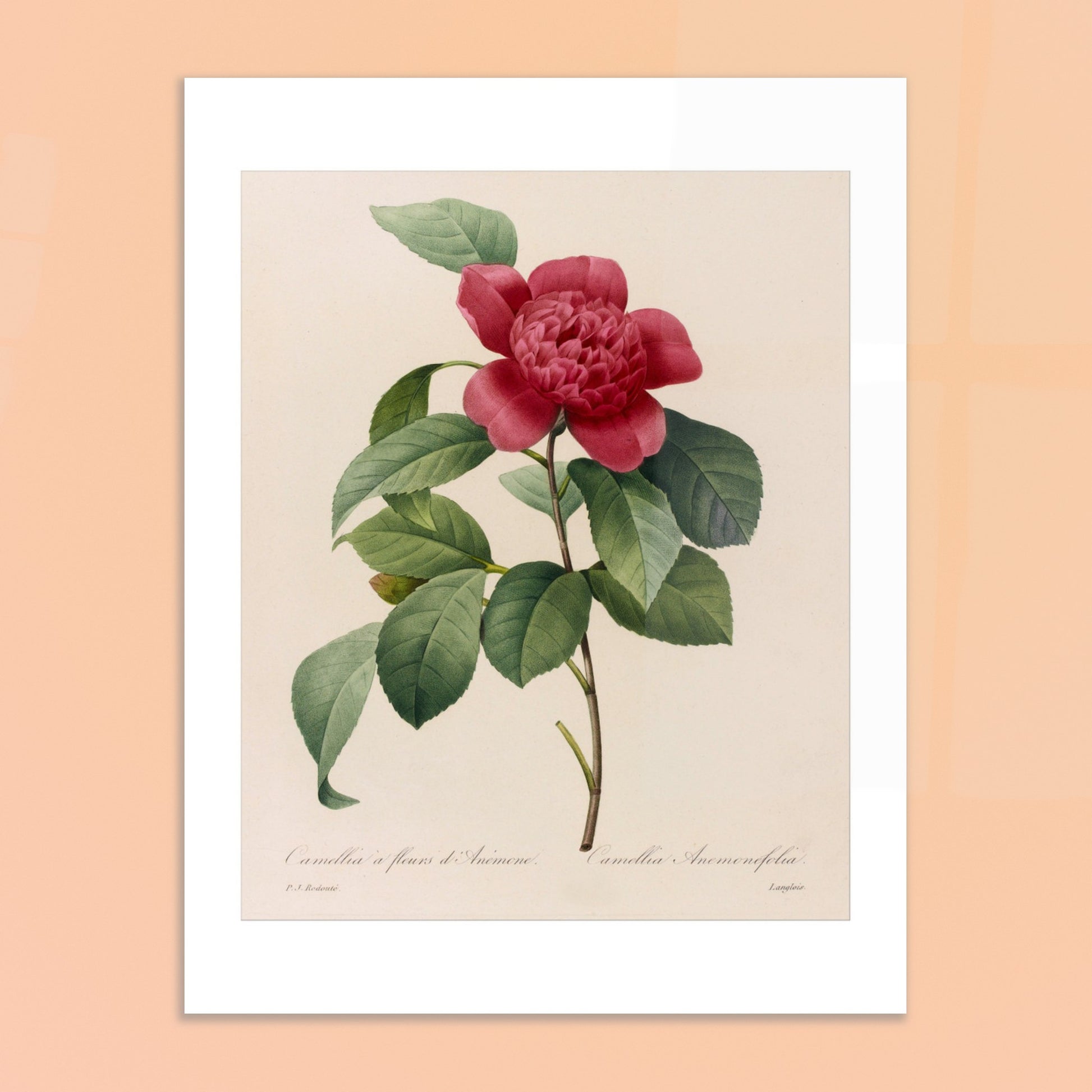 Planche botanique ancienne Camellia à fleurs d'anémone, Redouté. Planche botanique de Pierre-Joseph Redouté représentant une fleur de Camélia à fleurs d’Anémone sur fond crème. Image d'illustration 6
