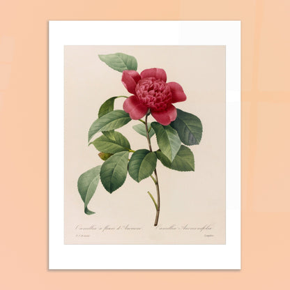 Planche botanique ancienne Camellia à fleurs d'anémone, Redouté. Planche botanique de Pierre-Joseph Redouté représentant une fleur de Camélia à fleurs d’Anémone sur fond crème. Image d'illustration 6