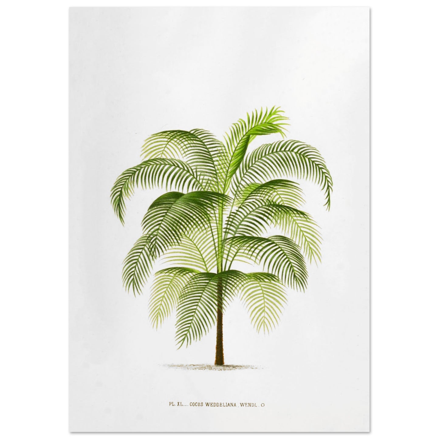 Planche botanique ancienne : Cocos Weddelliana (P. De Pannemaker) (29,7x42 cm (A3)). Illustration botanique du Cocos Weddelliana, un palmier élancé aux longues frondes vertes. La plante est représentée sur un fond blanc, avec une légende textuelle en bas.