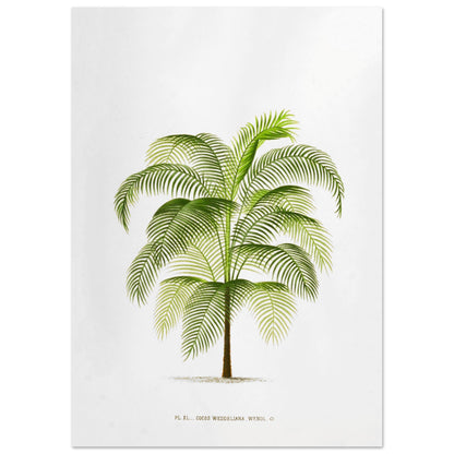 Planche botanique ancienne : Cocos Weddelliana (P. De Pannemaker) (29,7x42 cm (A3)). Illustration botanique du Cocos Weddelliana, un palmier élancé aux longues frondes vertes. La plante est représentée sur un fond blanc, avec une légende textuelle en bas.