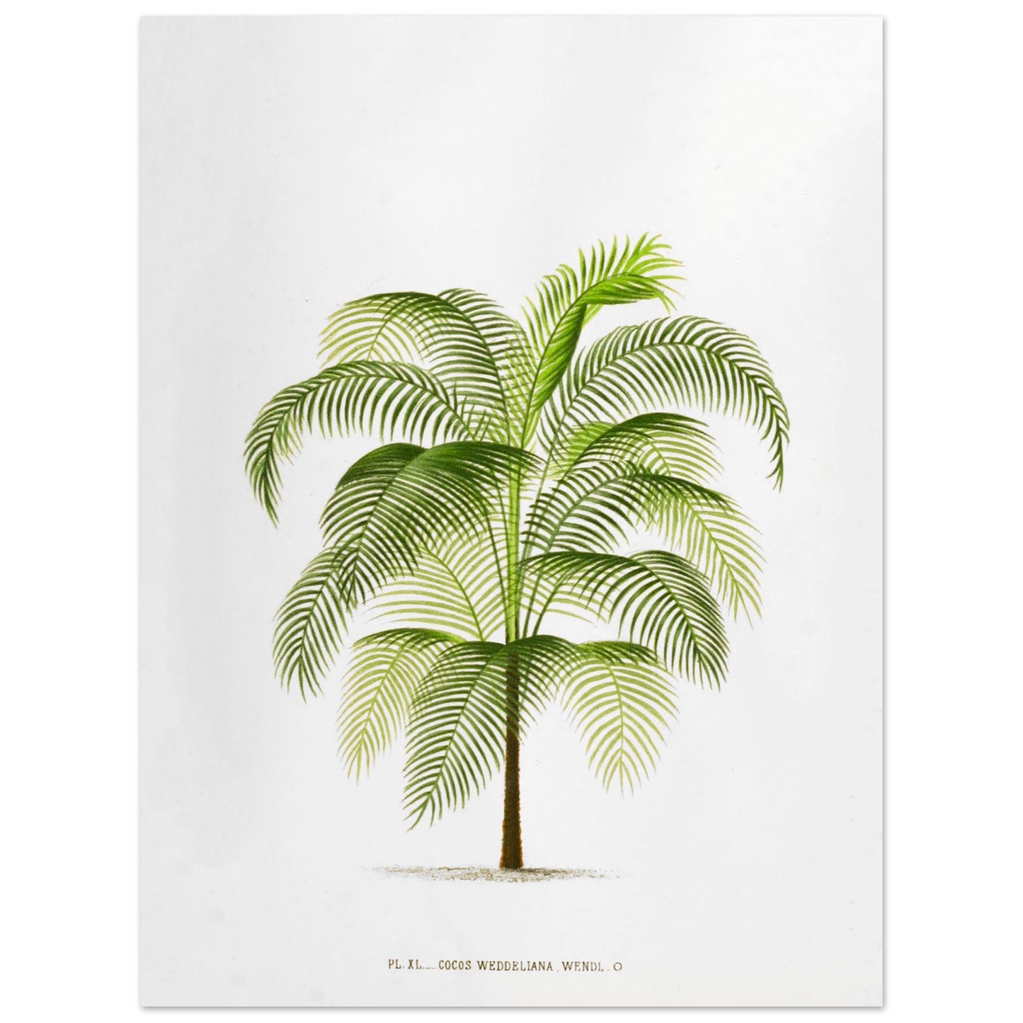 Planche botanique ancienne : Cocos Weddelliana (P. De Pannemaker) (30x40 cm). Illustration botanique du Cocos Weddelliana, un palmier élancé aux longues frondes vertes. La plante est représentée sur un fond blanc, avec une légende textuelle en bas.