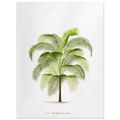 Planche botanique ancienne : Cocos Weddelliana (P. De Pannemaker) (30x40 cm). Illustration botanique du Cocos Weddelliana, un palmier élancé aux longues frondes vertes. La plante est représentée sur un fond blanc, avec une légende textuelle en bas.