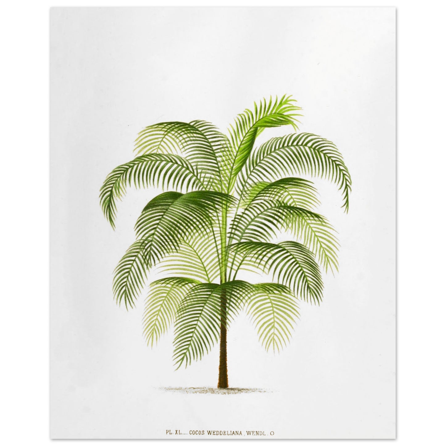Planche botanique ancienne : Cocos Weddelliana (P. De Pannemaker) (40x50 cm). Illustration botanique du Cocos Weddelliana, un palmier élancé aux longues frondes vertes. La plante est représentée sur un fond blanc, avec une légende textuelle en bas.