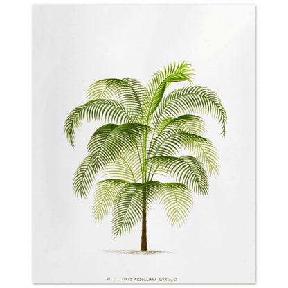Planche botanique ancienne : Cocos Weddelliana (P. De Pannemaker) (40x50 cm). Illustration botanique du Cocos Weddelliana, un palmier élancé aux longues frondes vertes. La plante est représentée sur un fond blanc, avec une légende textuelle en bas.