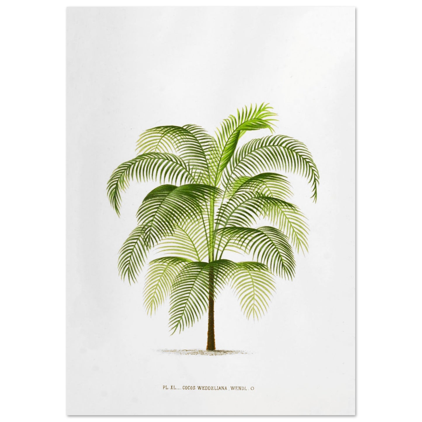 Planche botanique ancienne : Cocos Weddelliana (P. De Pannemaker) (42x59,4 cm (A2)). Illustration botanique du Cocos Weddelliana, un palmier élancé aux longues frondes vertes. La plante est représentée sur un fond blanc, avec une légende textuelle en bas.
