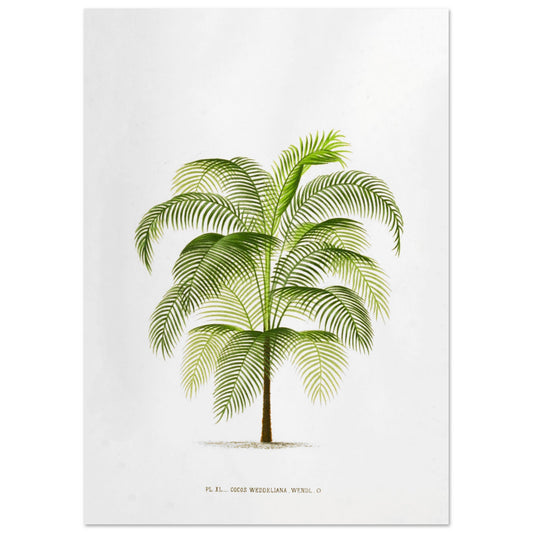 Planche botanique ancienne : Cocos Weddelliana (P. De Pannemaker) (42x59,4 cm (A2)). Illustration botanique du Cocos Weddelliana, un palmier élancé aux longues frondes vertes. La plante est représentée sur un fond blanc, avec une légende textuelle en bas.