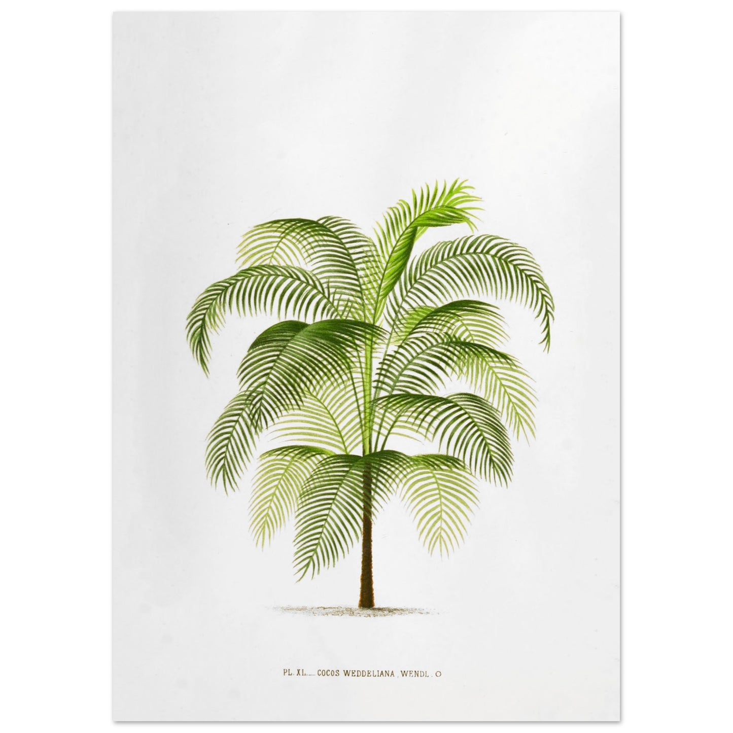 Planche botanique ancienne : Cocos Weddelliana (P. De Pannemaker) (50x70 cm). Illustration botanique du Cocos Weddelliana, un palmier élancé aux longues frondes vertes. La plante est représentée sur un fond blanc, avec une légende textuelle en bas.