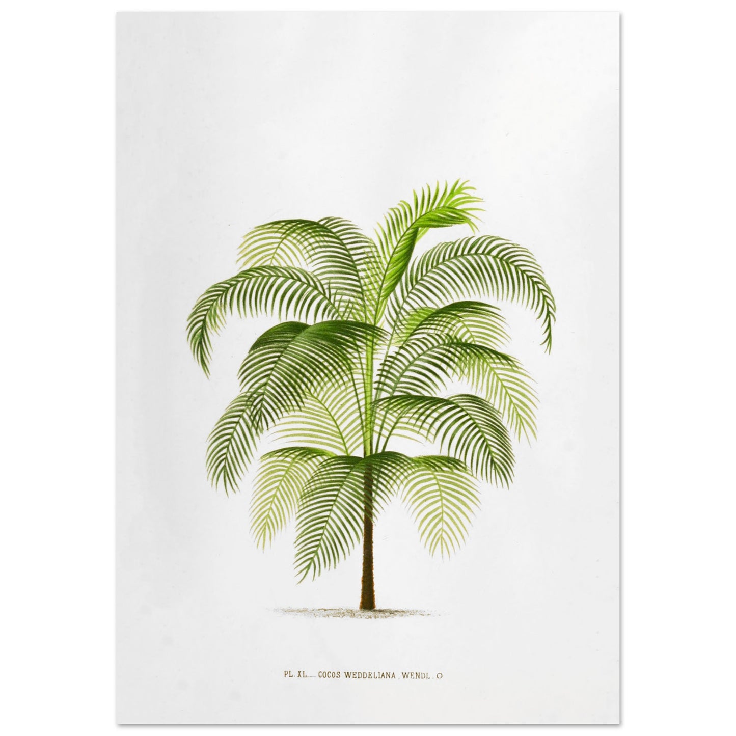 Planche botanique ancienne : Cocos Weddelliana (P. De Pannemaker) (59,4x84,1 cm (A1)). Illustration botanique du Cocos Weddelliana, un palmier élancé aux longues frondes vertes. La plante est représentée sur un fond blanc, avec une légende textuelle en bas.