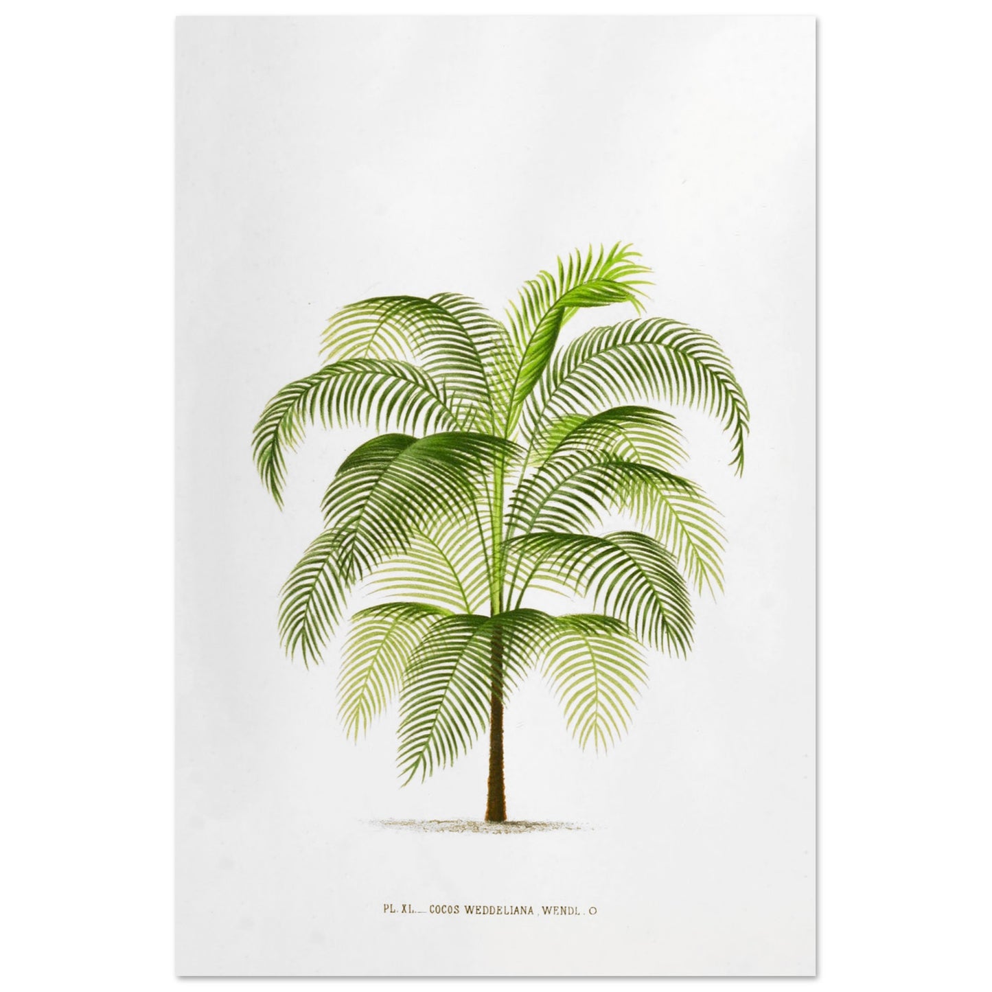 Planche botanique ancienne : Cocos Weddelliana (P. De Pannemaker) (60x90 cm). Illustration botanique du Cocos Weddelliana, un palmier élancé aux longues frondes vertes. La plante est représentée sur un fond blanc, avec une légende textuelle en bas.
