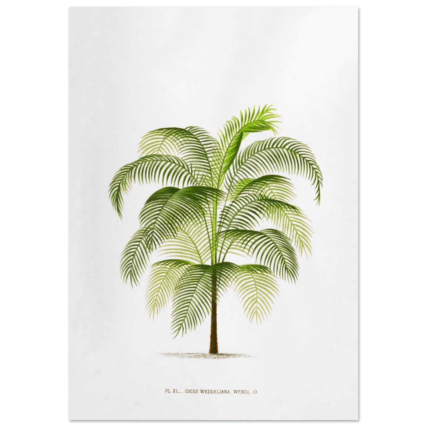 Planche botanique ancienne : Cocos Weddelliana (P. De Pannemaker) (70x100 cm). Illustration botanique du Cocos Weddelliana, un palmier élancé aux longues frondes vertes. La plante est représentée sur un fond blanc, avec une légende textuelle en bas.