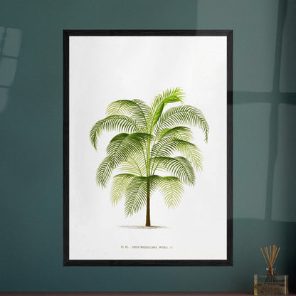 Planche botanique ancienne : Cocos Weddelliana (P. De Pannemaker). Illustration botanique du Cocos Weddelliana, un palmier élancé aux longues frondes vertes. La plante est représentée sur un fond blanc, avec une légende textuelle en bas. Image d'illustration 8