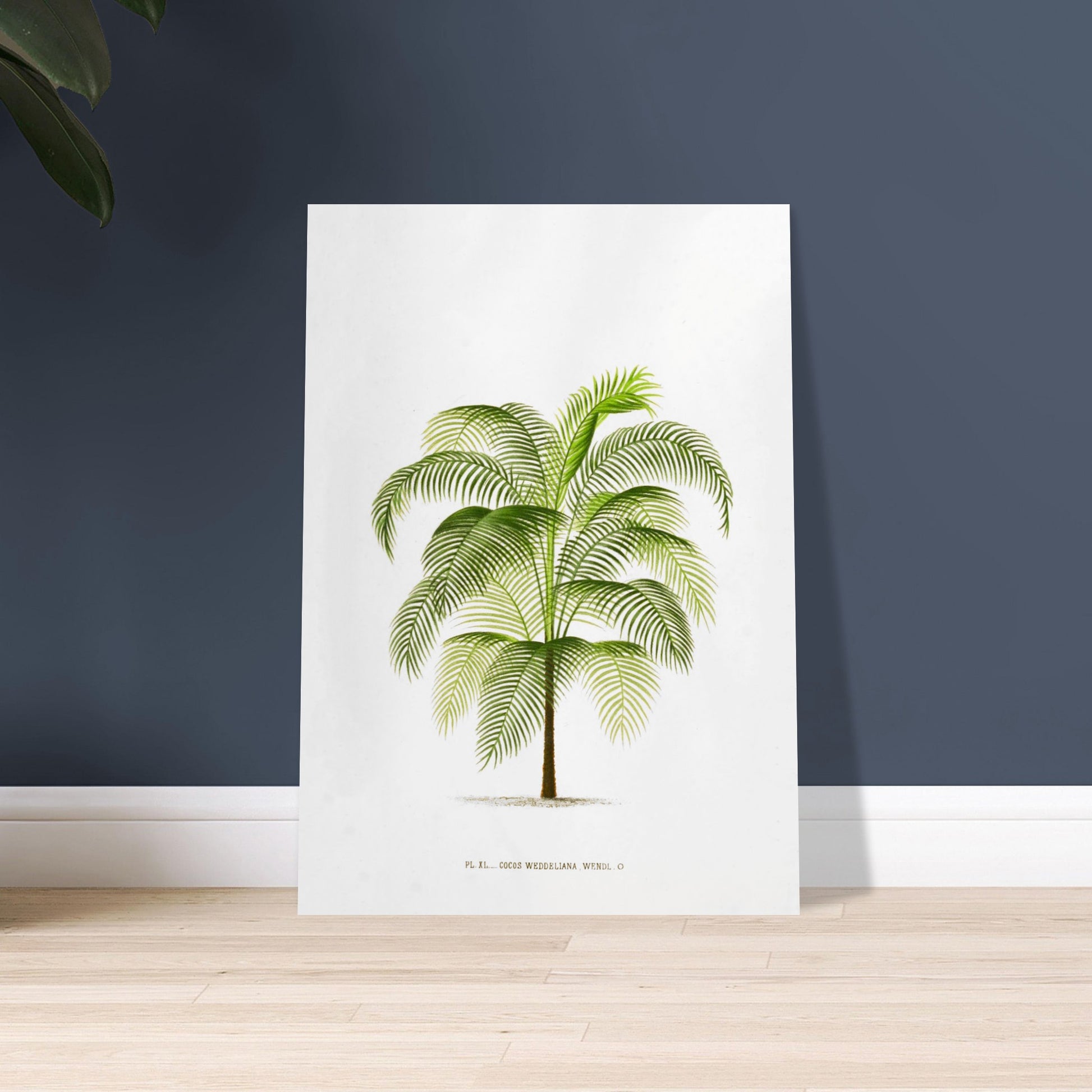 Planche botanique ancienne : Cocos Weddelliana (P. De Pannemaker). Illustration botanique du Cocos Weddelliana, un palmier élancé aux longues frondes vertes. La plante est représentée sur un fond blanc, avec une légende textuelle en bas. Image d'illustration 9