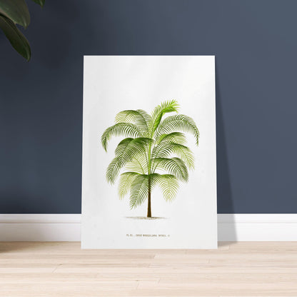 Planche botanique ancienne : Cocos Weddelliana (P. De Pannemaker). Illustration botanique du Cocos Weddelliana, un palmier élancé aux longues frondes vertes. La plante est représentée sur un fond blanc, avec une légende textuelle en bas. Image d'illustration 9