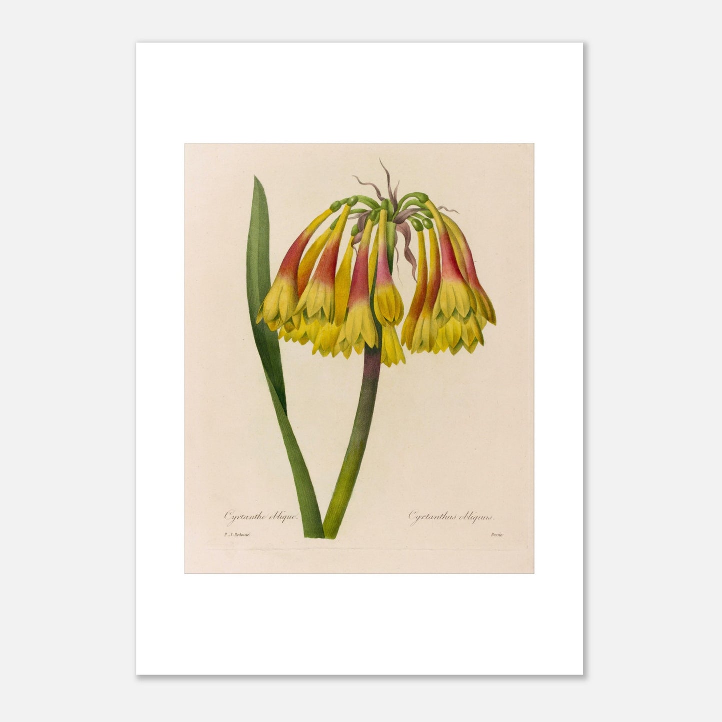 Planche botanique ancienne Cyrtanthe oblique par Redouté (29,7x42 cm (A3)). Planche botanique de Pierre-Joseph Redouté représentant une fleur de Cyrtanthe Oblique de couleur jaune et rouge sur fond crème.
