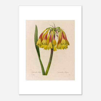 Planche botanique ancienne Cyrtanthe oblique par Redouté (29,7x42 cm (A3)). Planche botanique de Pierre-Joseph Redouté représentant une fleur de Cyrtanthe Oblique de couleur jaune et rouge sur fond crème.
