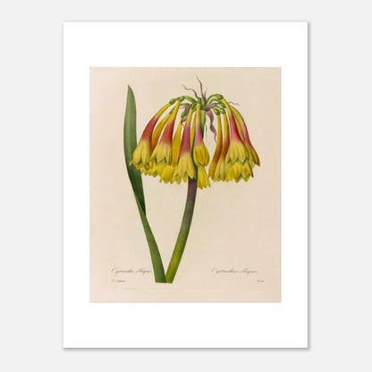 Planche botanique ancienne Cyrtanthe oblique par Redouté (30x40 cm). Planche botanique de Pierre-Joseph Redouté représentant une fleur de Cyrtanthe Oblique de couleur jaune et rouge sur fond crème.