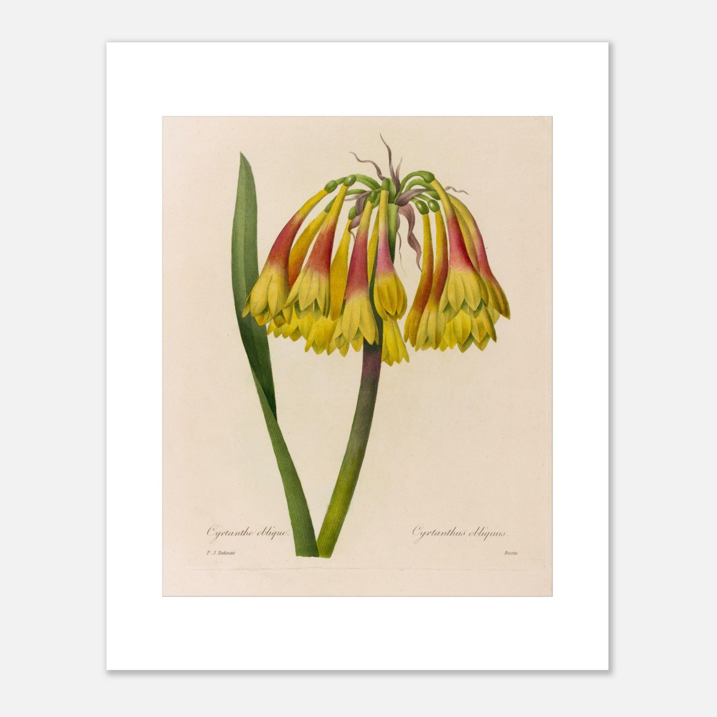 Planche botanique ancienne Cyrtanthe oblique par Redouté (40x50 cm). Planche botanique de Pierre-Joseph Redouté représentant une fleur de Cyrtanthe Oblique de couleur jaune et rouge sur fond crème.