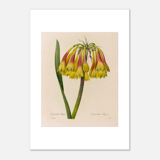 Planche botanique ancienne Cyrtanthe oblique par Redouté (42x59,4 cm (A2)). Planche botanique de Pierre-Joseph Redouté représentant une fleur de Cyrtanthe Oblique de couleur jaune et rouge sur fond crème.