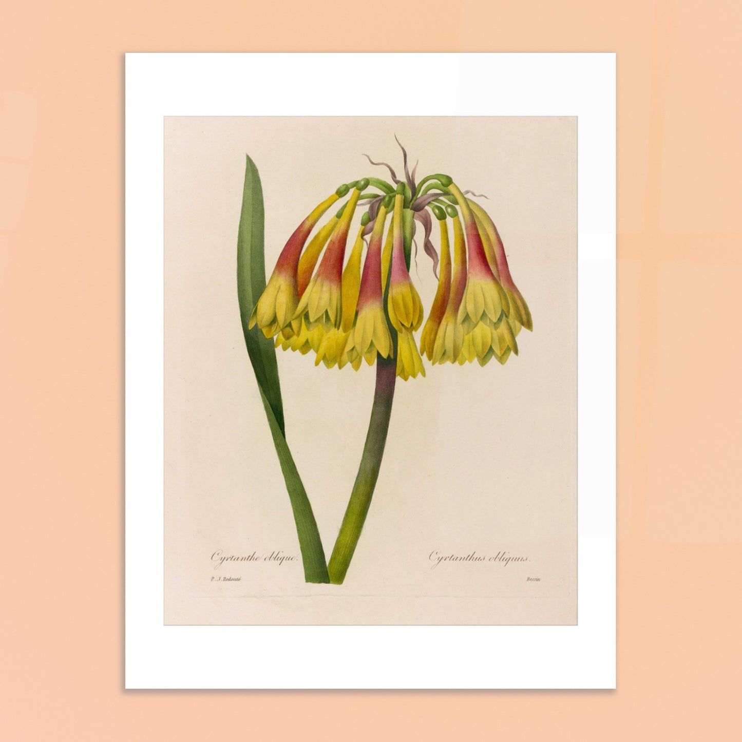 Planche botanique ancienne Cyrtanthe oblique par Redouté. Planche botanique de Pierre-Joseph Redouté représentant une fleur de Cyrtanthe Oblique de couleur jaune et rouge sur fond crème. Image d'illustration 6
