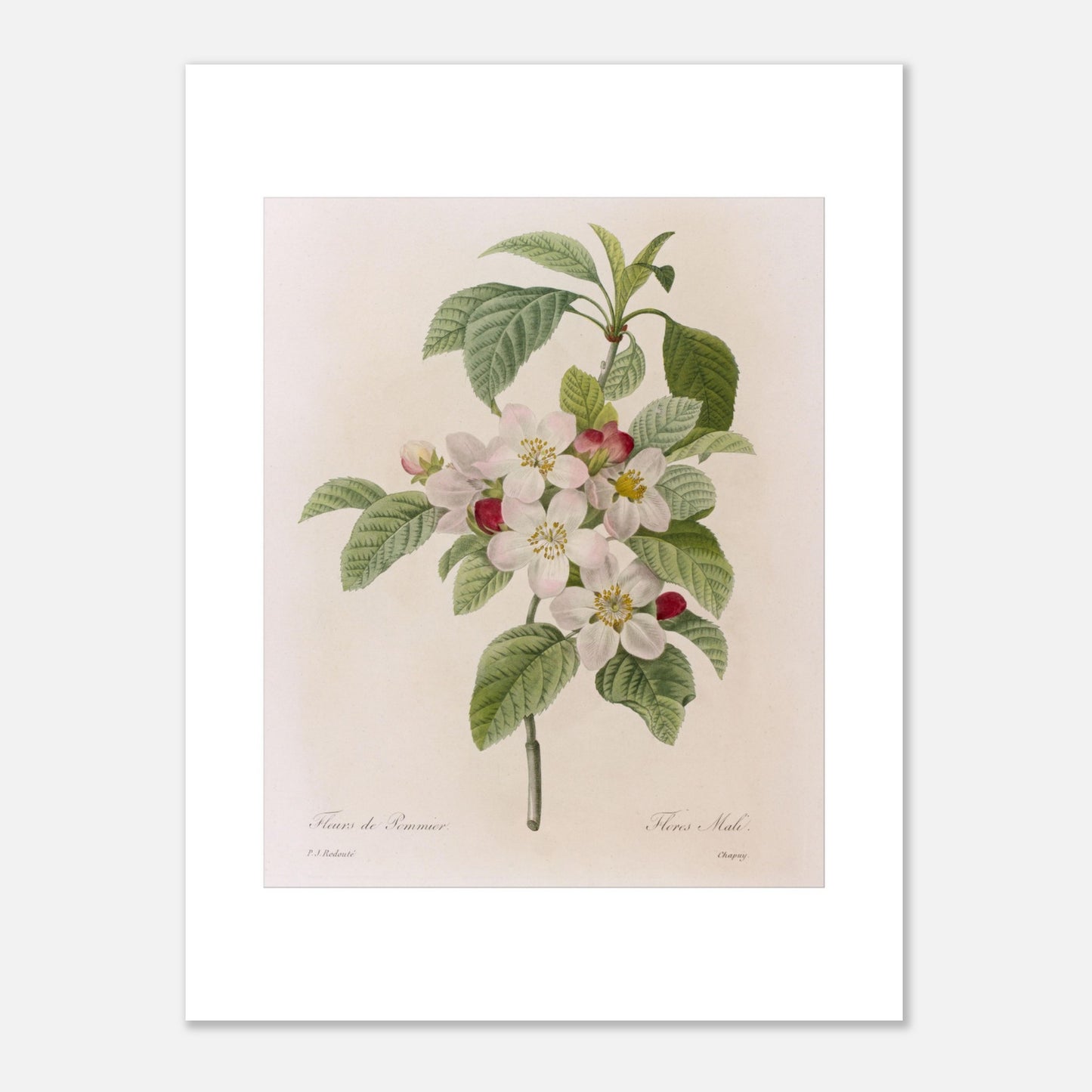 Planche botanique ancienne Fleurs de Pommier par Pierre-Joseph Redouté (30x40 cm). Planche botanique de Pierre-Joseph Redouté représentant des fleurs de pommier blanches avec des touches de rose, accompagnées de feuilles vertes.