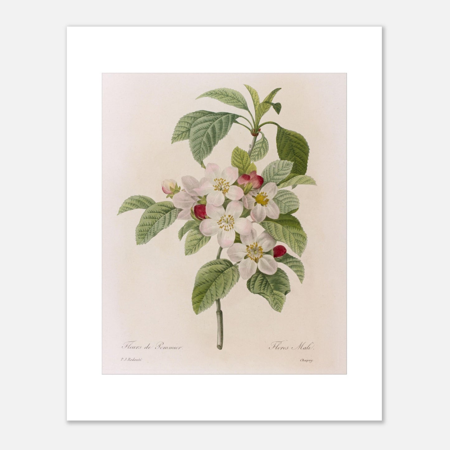 Planche botanique ancienne Fleurs de Pommier par Pierre-Joseph Redouté (40x50 cm). Planche botanique de Pierre-Joseph Redouté représentant des fleurs de pommier blanches avec des touches de rose, accompagnées de feuilles vertes.